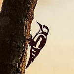 Metalbird
MINI
specht